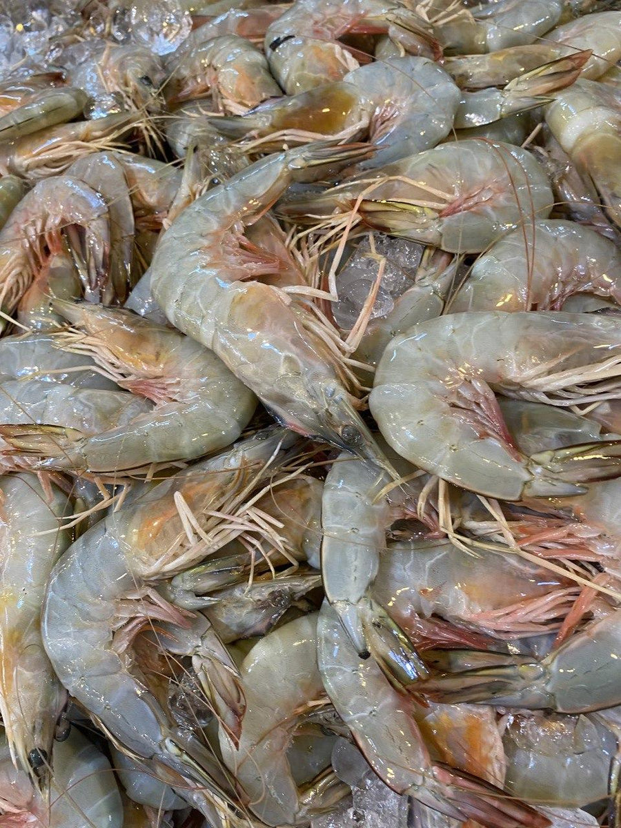 Wild-caught Ang Kar prawns fresh on ice