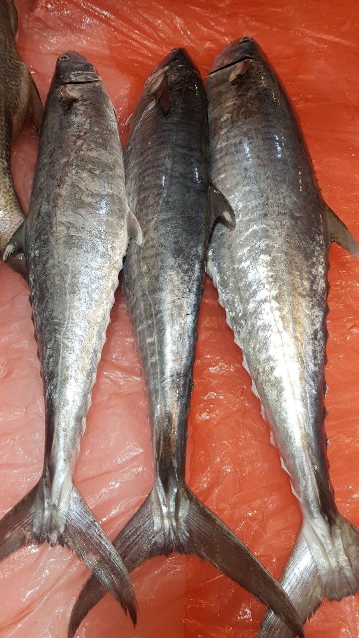 Whole King Mackerel (Batang)