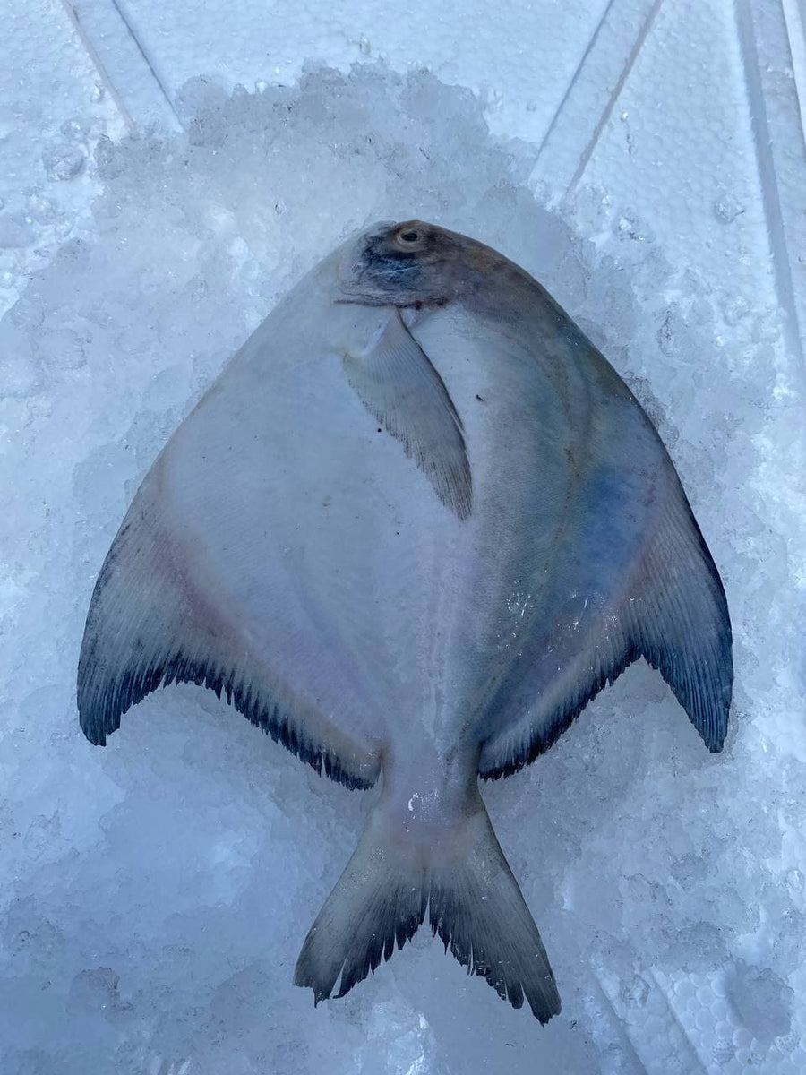 Chinese Pomfret