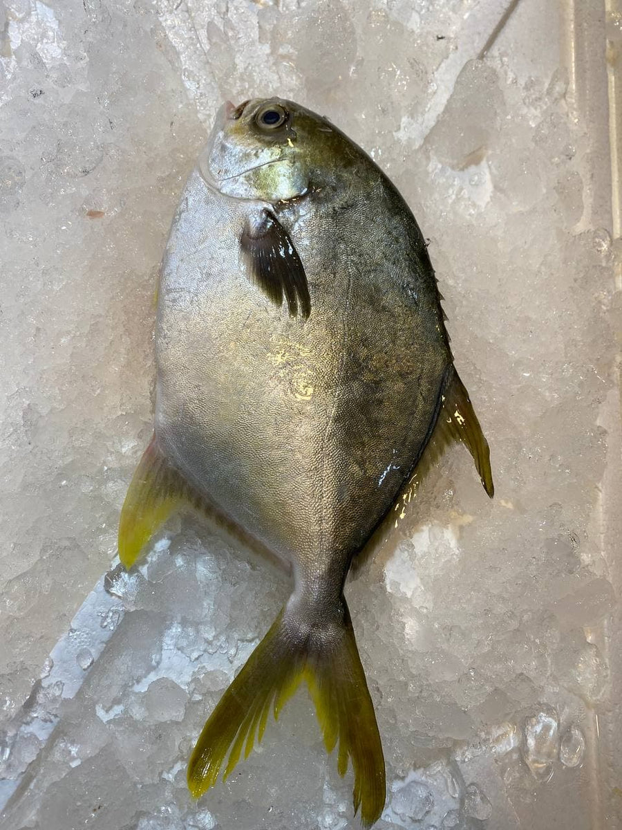 Whole Golden Pomfret