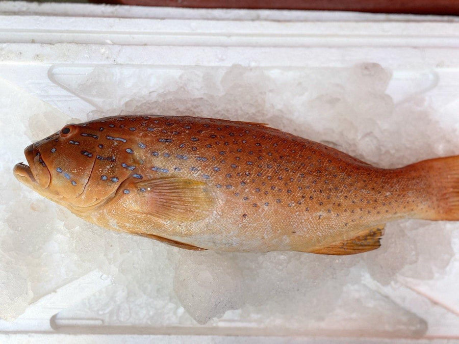 Whole red grouper on ice